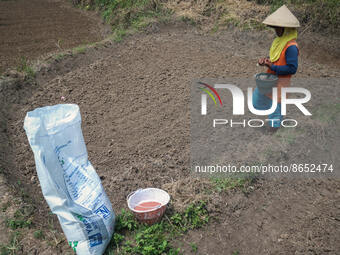 A farmer spreads kale seeds after fertilization using NPK and urea in a rice field area in Pandanajeng village, Malang, East Java, Indonesia...