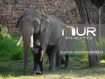 A zookeeper takes Asian elephants for a stroll at the National Zoological Park ahead of the 'World Elephant Day' in New Delhi, India on Augu...