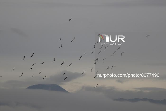 A flock is seen among clouds at dawn in Mexico City due to the monsoon that generated heavy rains during the early hours of the morning in t...