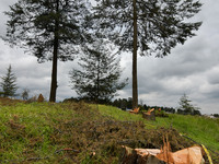Nearly two hundred trees of the white cedar species protected by the Ministry of the Environment, Official Norm 059-2010 were cut down by a...