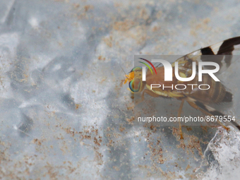 Walnut husk maggot fly (Rhagoletis suavis) in Toronto, Ontario, Canada, on August 16, 2022. (