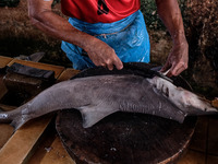 A worker cuts the shark fins at the fish market on August 30, 2022 in Bangka Belitung, Indonesia. Local fishermen hunt for sharks for consum...