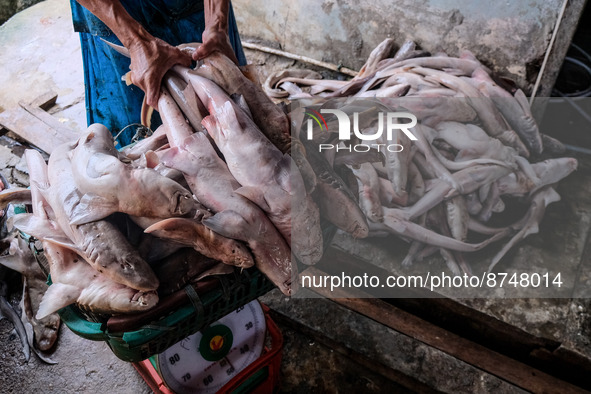 A worker prepared cuts the shark fins at the fish market on August 30, 2022 in Bangka Belitung, Indonesia. Local fishermen hunt for sharks f...