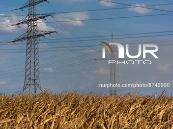 a field of corn on a farm in wesseling, Germany on August 30, 2022 and as the drought is costing harvesting this year (