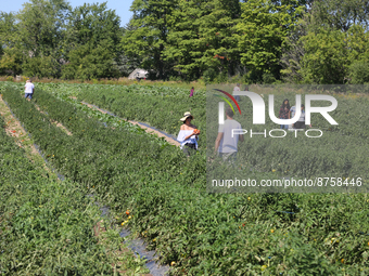 People picking vegetables at a farm in Markham, Ontario, Canada, on August 27, 2022. (