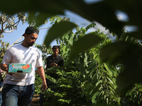 Palestinian farmers pick custard-apple, or Sugar-apple (Annona squamosa) at their farm during harvest season in Gaza city on September 13, 2...