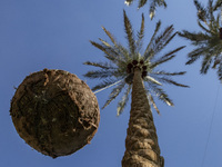 Workers harvest dates on a farm in Qalyubia governorate, where farmers continue to harvest dates amid great joy from the people and farmers,...
