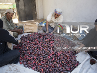 Workers harvest dates on a farm in Qalyubia governorate, where farmers continue to harvest dates amid great joy from the people and farmers,...