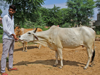 A member of Vishwa Hindu Parishad administers homeopathic medicine to a cow suffering from lumpy skin disease, in Jaipur, Rajasthan, India,...