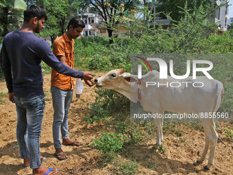 Members of Vishwa Hindu Parishad administers homeopathic medicine to a cow suffering from lumpy skin disease, in Jaipur, Rajasthan, India, T...