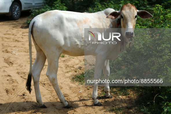 A cow suffering from lumpy skin disease, in Jaipur, Rajasthan, India, Thursday, Sept. 15, 2022. 