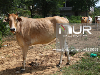 A cow suffering from lumpy skin disease, in Jaipur, Rajasthan, India, Thursday, Sept. 15, 2022. (
