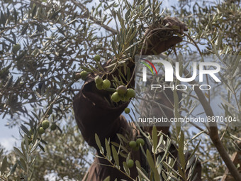 Egyptian farmers collect olives in Al-Qatta village in Giza on September 17, 2022, Most of the Egyptian olive is exported and about 80 perce...