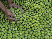 Egyptian farmers collect olives in Al-Qatta village in Giza on September 17, 2022, Most of the Egyptian olive is exported and about 80 perce...