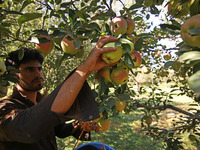 A farmer plucks apples from his orchard in south Kashmir as apple harvesting begins across the valley, September 19, 2022. Apple harvesting...
