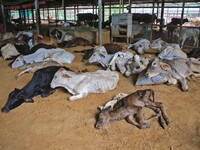  Cows infected with lumpy skin disease at a Cowshed , in Jaipur , Rajasthan ,India, Wednesday, Sept 21,2022. Lumpy disease is transmitted by...