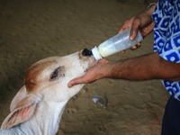   Social worker feeds ayurvedic medicine with milk to calf after lumpy skin disease  outbreak in cattle, at a Cowshed , in Jaipur , Rajastha...