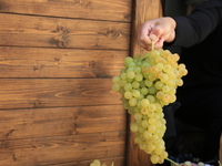 
A vendor in the Old City of Jerusalem displays grapes that she brought from Hebron to sell to passers-by from the market in Jerusalem, on...