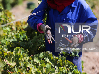 Farm worker picks grapes during the harvest at a vineyard in Grombalia, Nabeul, Tunisia (