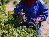Farm worker picks grapes during the harvest at a vineyard in Grombalia, Nabeul, Tunisia (