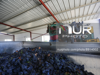 Unloading and inserting grapes into the production cycle (
