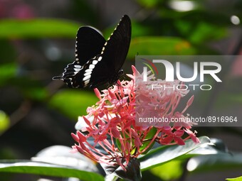 A Butterfly seen collecting nectar from a flower in Nagaon District of Assam ,india  on Sep 27,2022. (