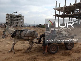  Palestinian driving a donkey cart walking near a house that witnesses said was destroyed by Israeli shelling during the 50-day war in the s...