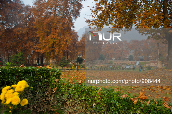SRINAGAR, INDIAN CONTROLLED KASHMIR- NOVEMBER 15: A view of Chinar autumn trees in the Nishat garden during the autumn season on November 15...