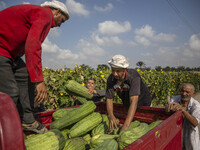 The Egyptian farmers harvest the loofah at the beginning of the annual harvest season in Sharkia Governorate, Egypt, on October 28, 2022, as...