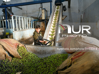 The farmers of the Kurdish-majority villages of Afrin and its countryside started the olive harvest and pressing season for this year to ext...