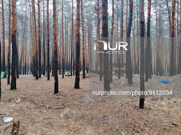 KHARKIV REGION, UKRAINE - OCTOBER 26, 2022 - The fire-stricken trees are pictured in a forest near Izium after the area was liberated from R...