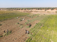Farmers in the village of Muhammadiyah in the countryside of Aleppo harvest the peanut crop, or what is known (Pistachio Al-Obeid) in northw...