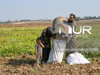 Farmers in the village of Muhammadiyah in the countryside of Aleppo harvest the peanut crop, or what is known (Pistachio Al-Obeid) in northw...
