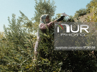 Woman harvesting olives in the Seferihisar district of Izmir on November 3, 2022. 
 (