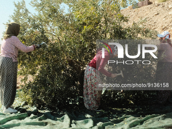 Women harvesting olives in the Seferihisar district of Izmir on November 3, 2022. (