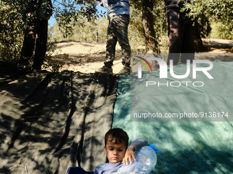 People and their children harvesting olives in the Seferihisar district of Izmir on November 3, 2022. (
