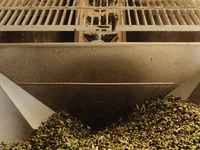 Olives processed at the olive oil factory in Seferihisar, Izmir on November 3, 2022. (