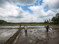 Farmers work in a paddy field in Colombo, Sri Lanka, on November 06, 2022. (