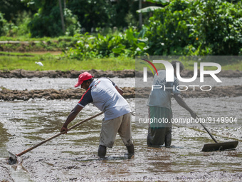 Farmers work in a paddy field in Colombo, Sri Lanka, on November 06, 2022. (