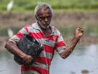 A farmer works in a paddy field in Colombo, Sri Lanka, on November 06, 2022.  (