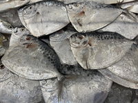 Moonfish displayed at a grocery store in Mississauga, Ontario, Canada on November 11, 2022. The majority of respondents in a Canada-wide sur...