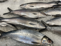 Milkfish displayed at a grocery store in Mississauga, Ontario, Canada on November 11, 2022. The majority of respondents in a Canada-wide sur...