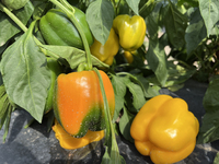 Bell peppers growing at a farm in Markham, Ontario, Canada, on September 10, 2022. (