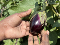 Woman picking eggplants at a farm in Markham, Ontario, Canada, on September 10, 2022. (
