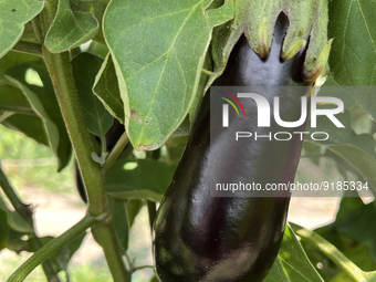 Eggplants growing at a farm in Markham, Ontario, Canada, on September 10, 2022. (