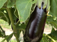 Eggplants growing at a farm in Markham, Ontario, Canada, on September 10, 2022. (