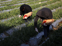 Palestinian farmers collect strawberries in a field in Beit Lahia in the northern Gaza Strip to be exported from Beit Lahia to the West Bank...