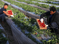 Palestinian farmers collect strawberries in a field in Beit Lahia in the northern Gaza Strip to be exported from Beit Lahia to the West Bank...