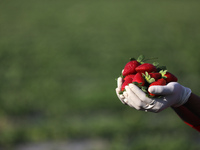 A Palestinian farmer holds a handful of harvested strawberries picked from fields in Beit Lahia, in the northern Gaza Strip, to the West Ban...