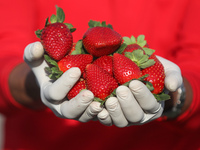 A Palestinian farmer holds a handful of harvested strawberries picked from fields in Beit Lahia, in the northern Gaza Strip, to the West Ban...